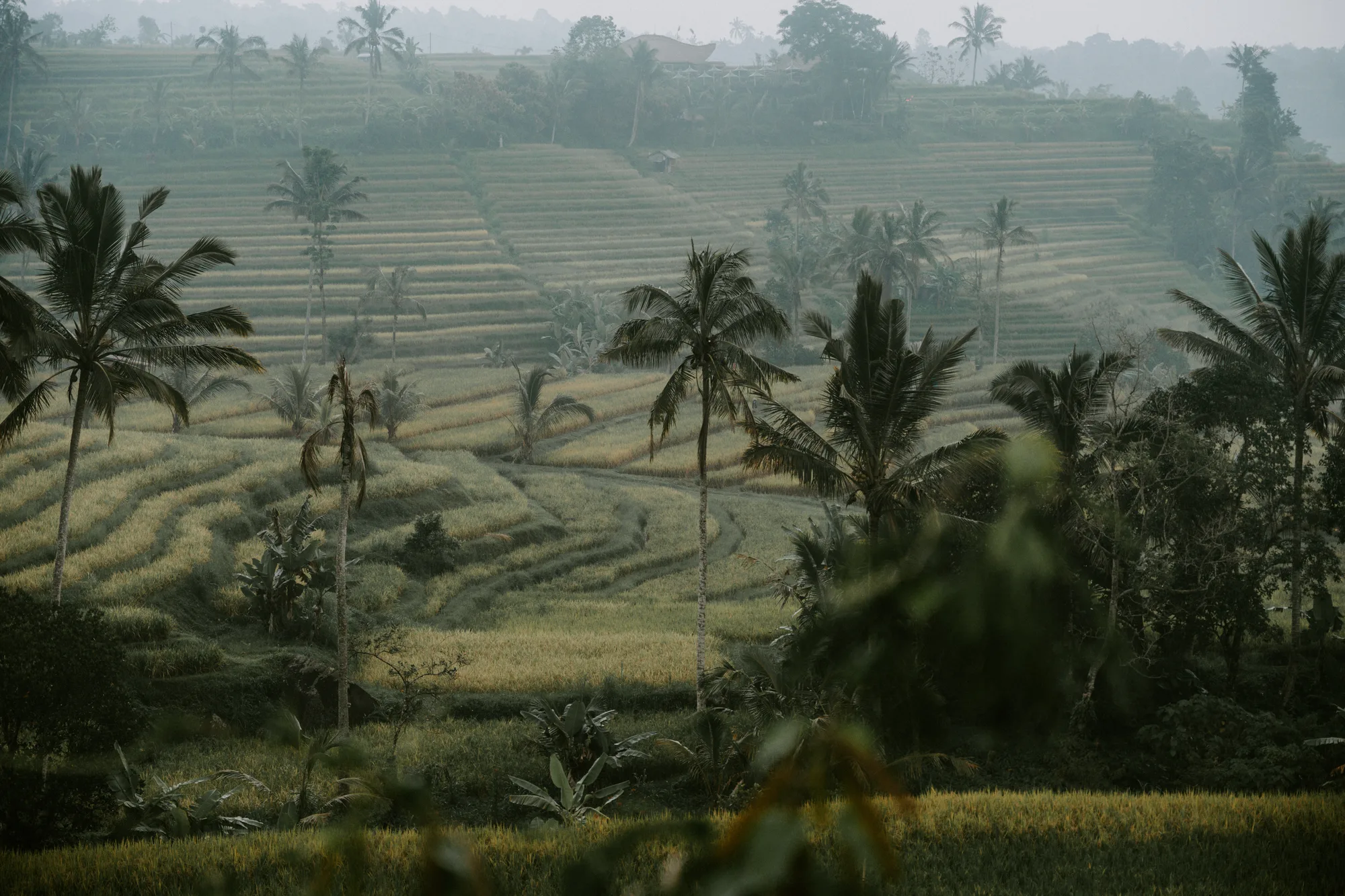 The Jatiluwih rice terraces