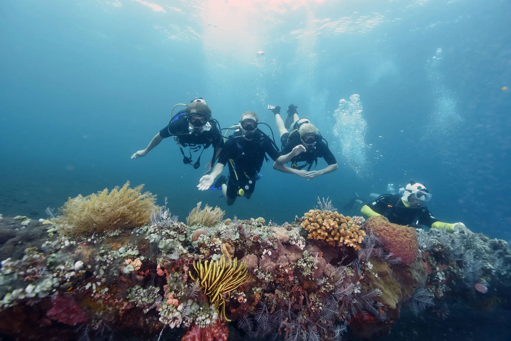 Scuba divers above a coral reef